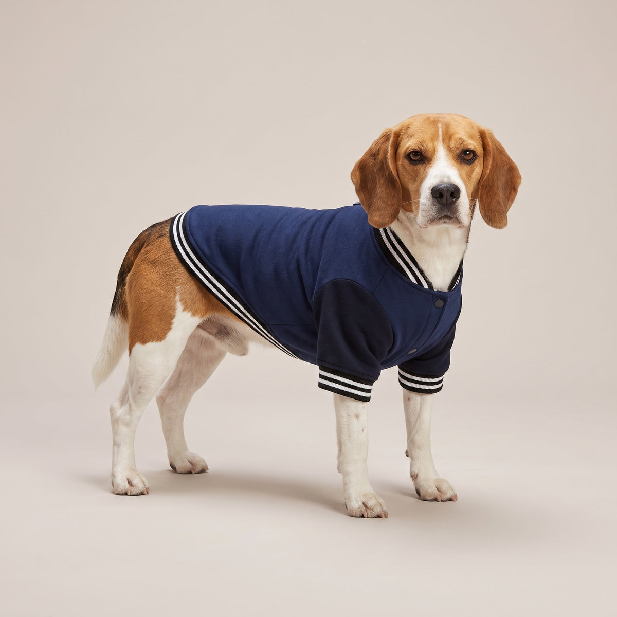 Varsity-jakke til Hund med Eget Tryk | Baseballjakke til Hund
